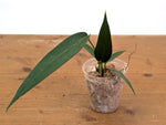 Anthurium Wendlingeri