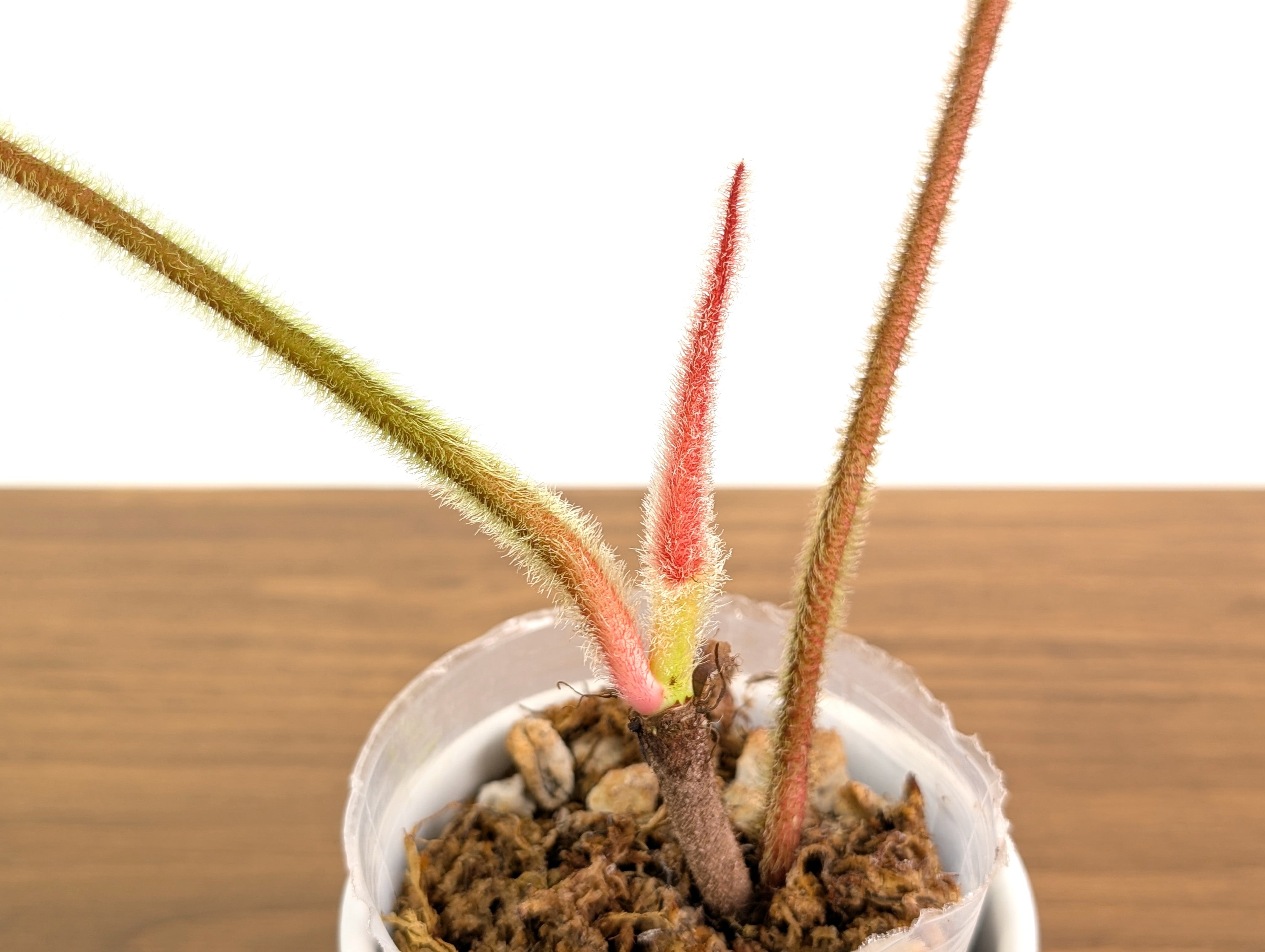 Philodendron Squamicaule Pink – Plantamani Plants