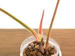 Philodendron Squamicaule Pink