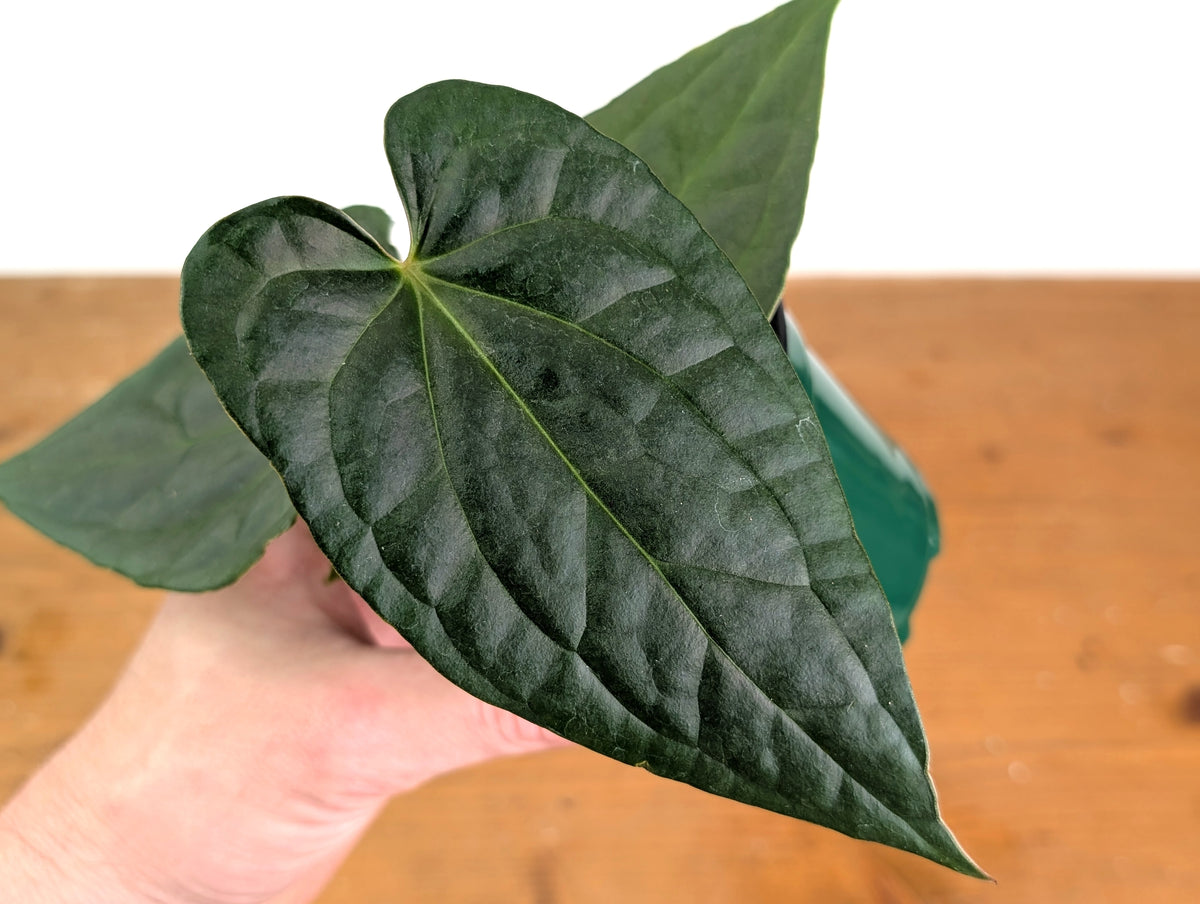 Anthurium Raven Soul (Crystallinum x Luxurians)