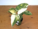 Philodendron Gloriosum Variegated (Type 2) - EXACT Plant #20A
