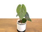 Anthurium Dressleri x Black Diamond