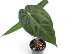 Anthurium Silver Blush x Papillilamimum
