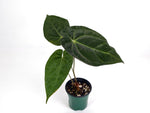 Anthurium Silver Blush x Papillilamimum