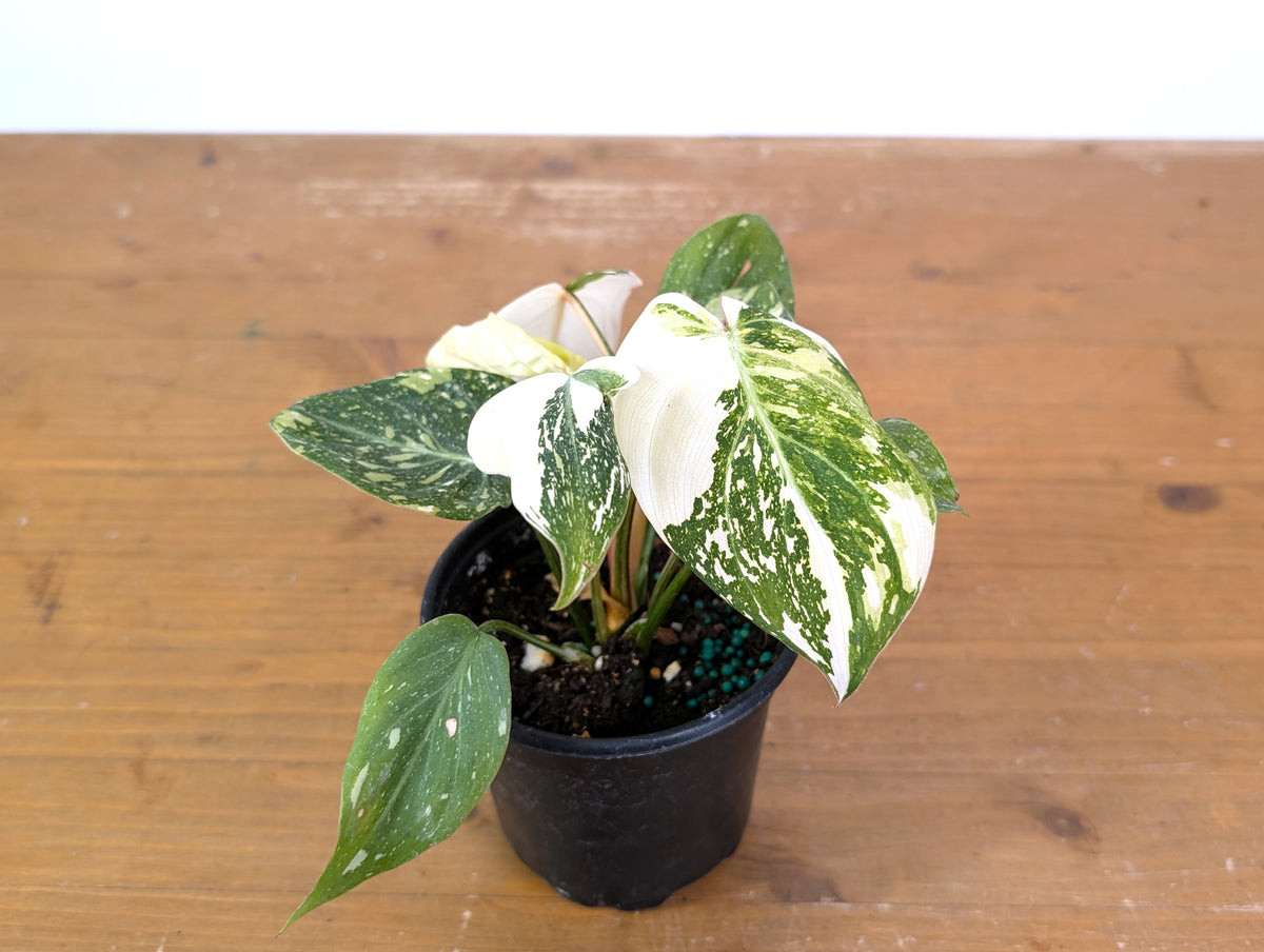 Philodendron Gloriosum Variegated Full Moon (Type 2) - EXACT Plant #20C
