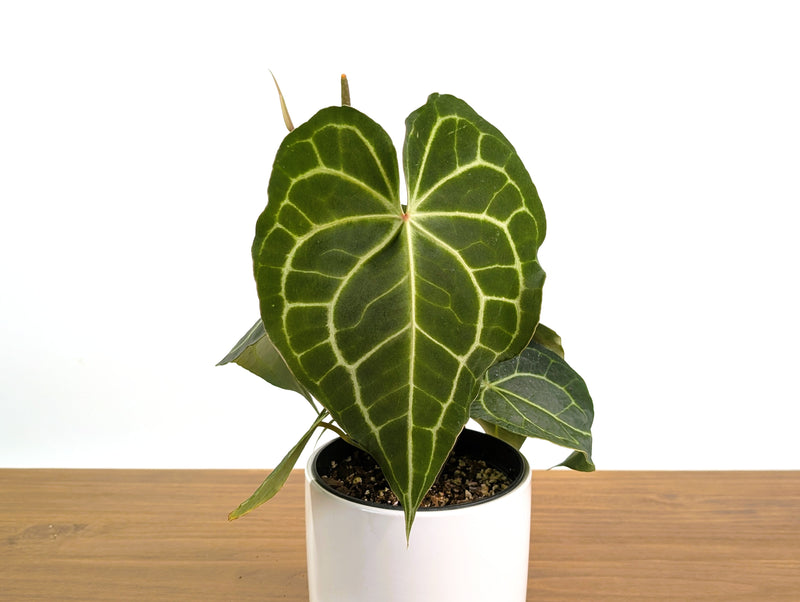 Anthurium Clarinervium Seed Grown Open-Pollinated Hybrids