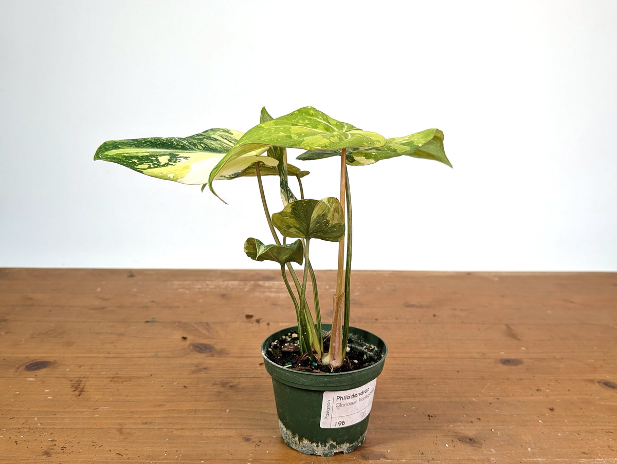 Philodendron Gloriosum Variegated (Type 2) - EXACT Plant #19B