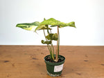 Philodendron Gloriosum Variegated (Type 2) - EXACT Plant #19B