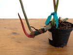 Philodendron Gloriosum x Maximum - Exact Plant #15G