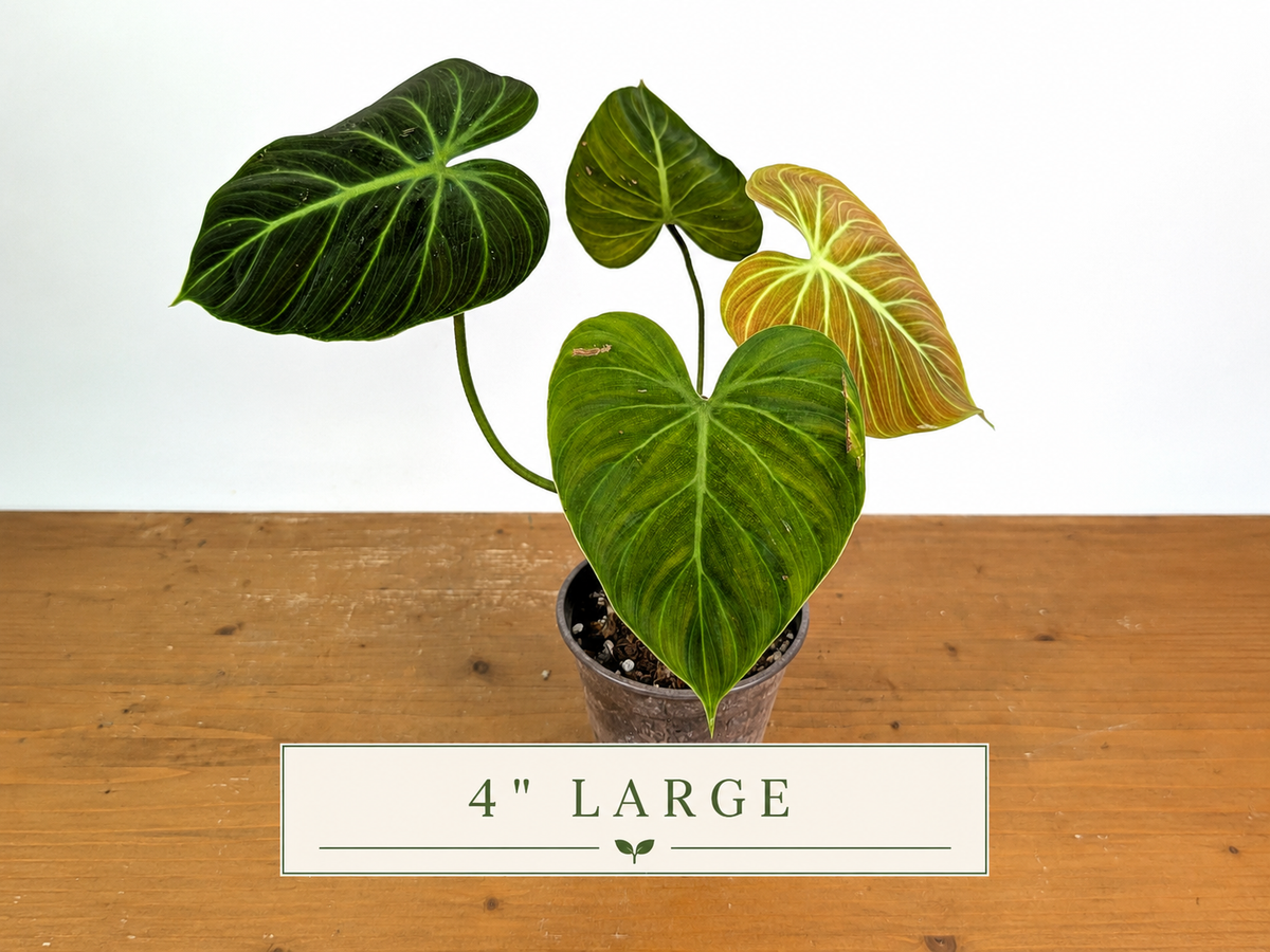 Philodendron Rubrijuvenile 'El Choco Red'
