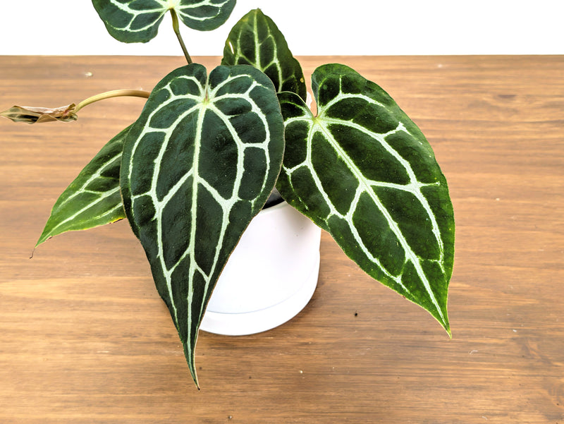 Anthurium Crystallinum x Carlablackiae