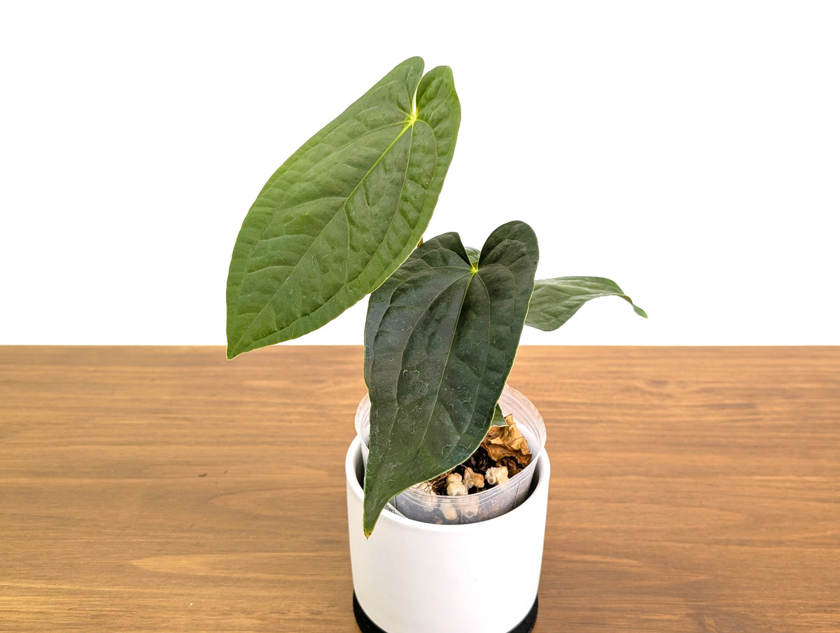Anthurium Dressleri x Black Diamond