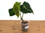 Philodendron Verrucosum Acoiris