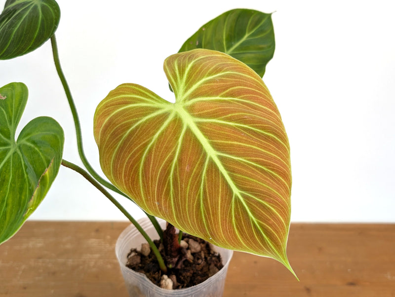 Philodendron Rubrijuvenile 'El Choco Red'