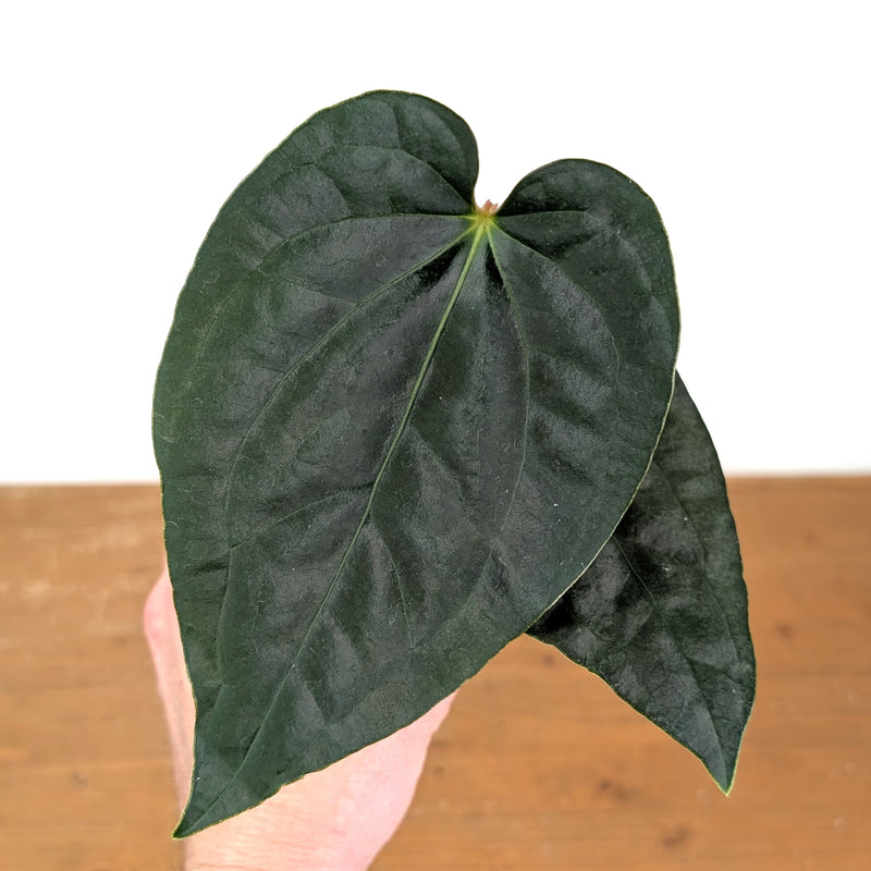 Anthurium Dressleri x Black Diamond