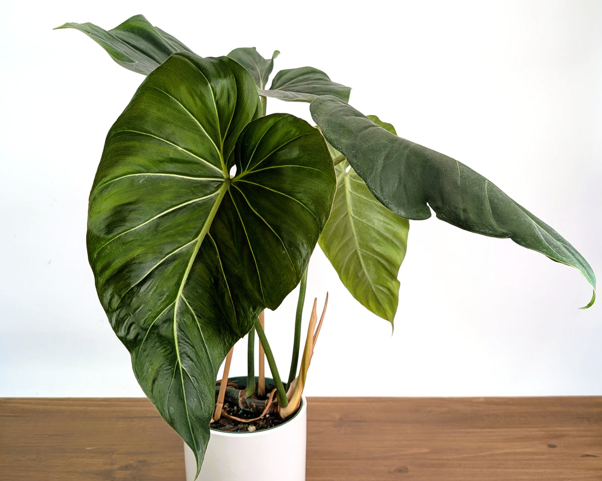 Philodendron Gloriosum x Maximum - Exact Plant #26B - 6" Pot