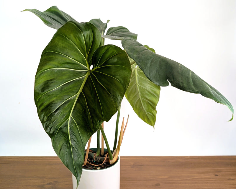 Philodendron Gloriosum x Maximum - Exact Plant #26B - 6" Pot