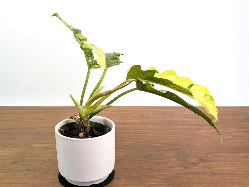 Philodendron Narrow 'Jungle Boogie' Variegated - Exact Plant #20B