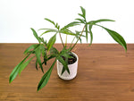 Philodendron Florida Beauty x Polypodioides - Exact #20A - 4 inch