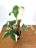 Monstera deliciosa 'Albo Variegata' - Exact Plant #20C - 6" Pot