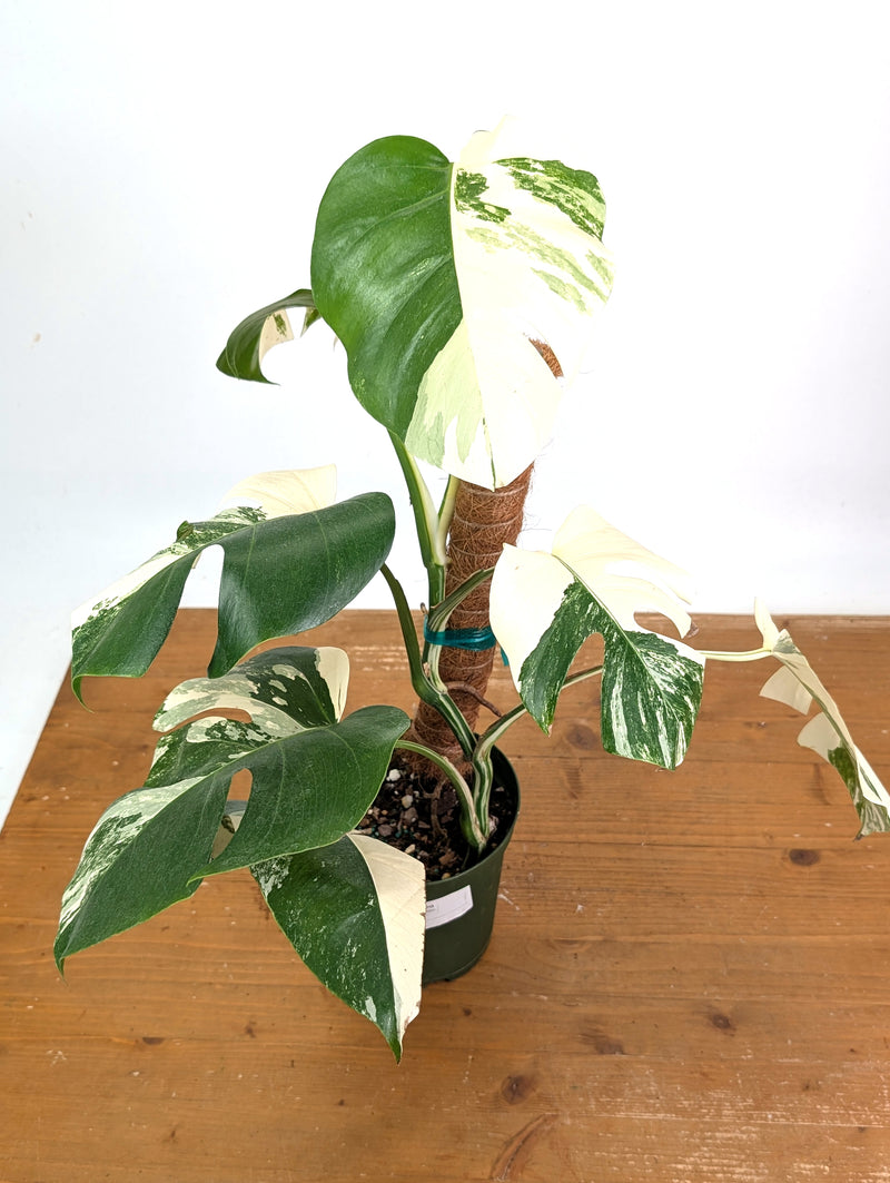 Monstera deliciosa 'Albo Variegata' - Exact Plant #20C - 6" Pot