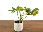 Philodendron Pedatum Variegated - Exact Plant #52A - 4 inch