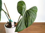 Philodendron Gloriosum x Maximum - Exact Plant #27A - 6" Pot