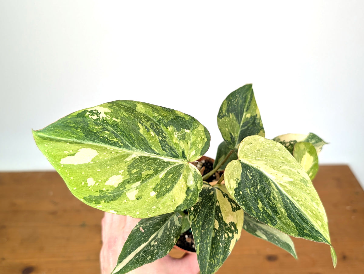 Philodendron Gloriosum Variegated (Type 2) - EXACT Plant #20D
