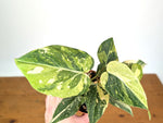 Philodendron Gloriosum Variegated (Type 2) - EXACT Plant #20D