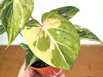 Philodendron Gloriosum Variegated (Type 2) - EXACT Plant #20D