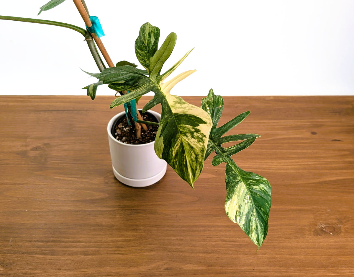 Philodendron Florida Beauty x Mayoi Variegated - Exact Plant #24C in 4" Pot