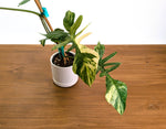 Philodendron Florida Beauty x Mayoi Variegated - Exact Plant #24C in 4" Pot