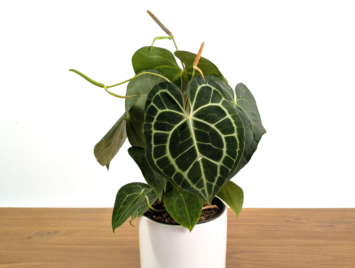 Anthurium Clarinervium Seed Grown Open-Pollinated Hybrids