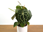 Anthurium Clarinervium Seed Grown Open-Pollinated Hybrids
