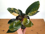 Philodendron Red Congo Variegated