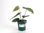 Anthurium Forgetii x Luxurians