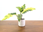 Philodendron Narrow 'Jungle Boogie' Variegated - Exact Plant #20B