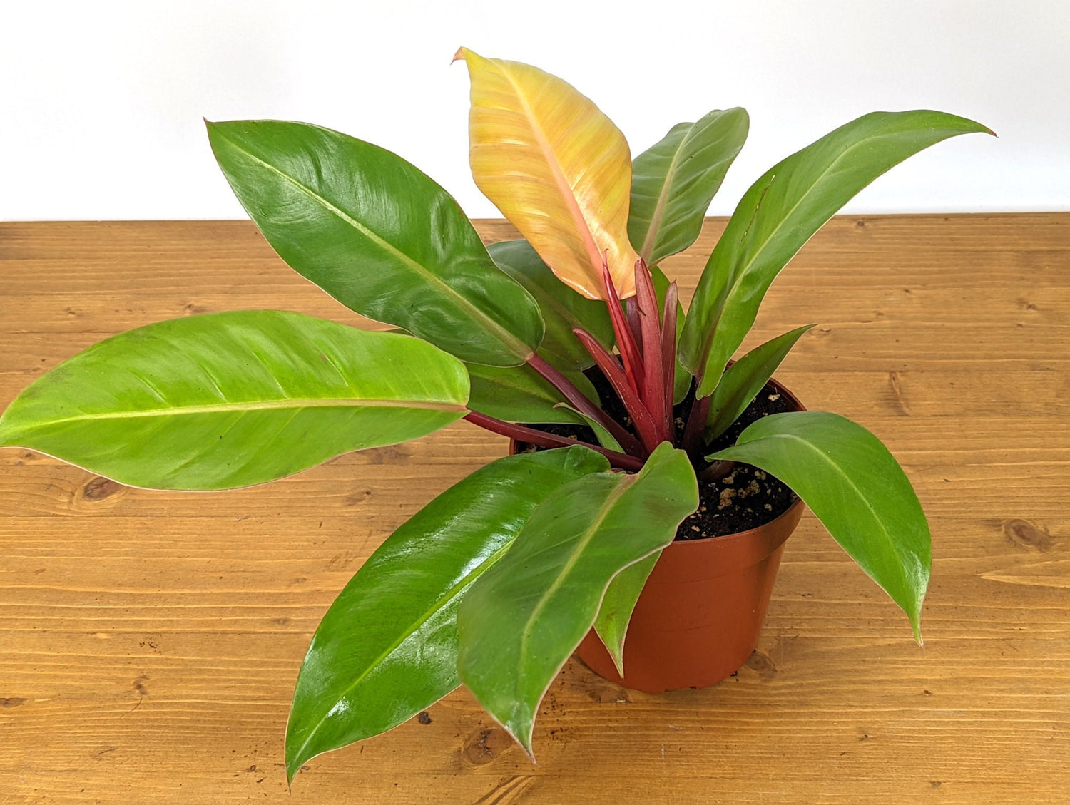 Philodendron Tangerine hybrid