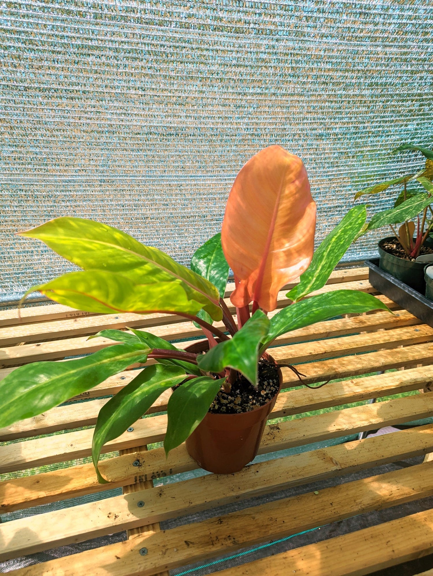 Philodendron Tangerine hybrid