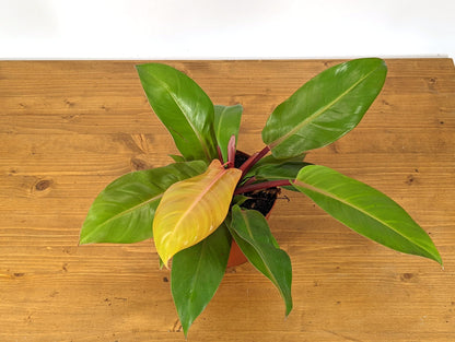 Philodendron Tangerine hybrid