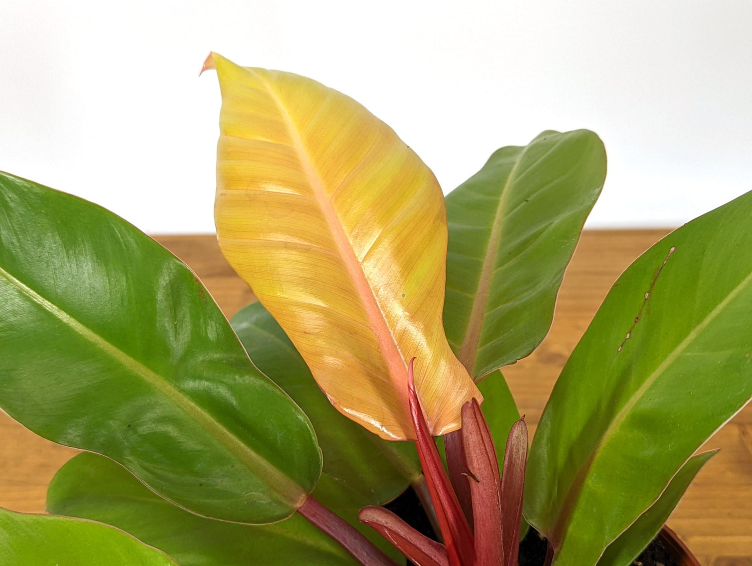 Philodendron Tangerine hybrid