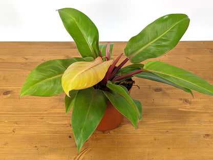 Philodendron Tangerine hybrid