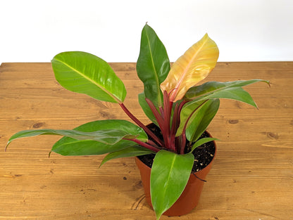 Philodendron Tangerine hybrid