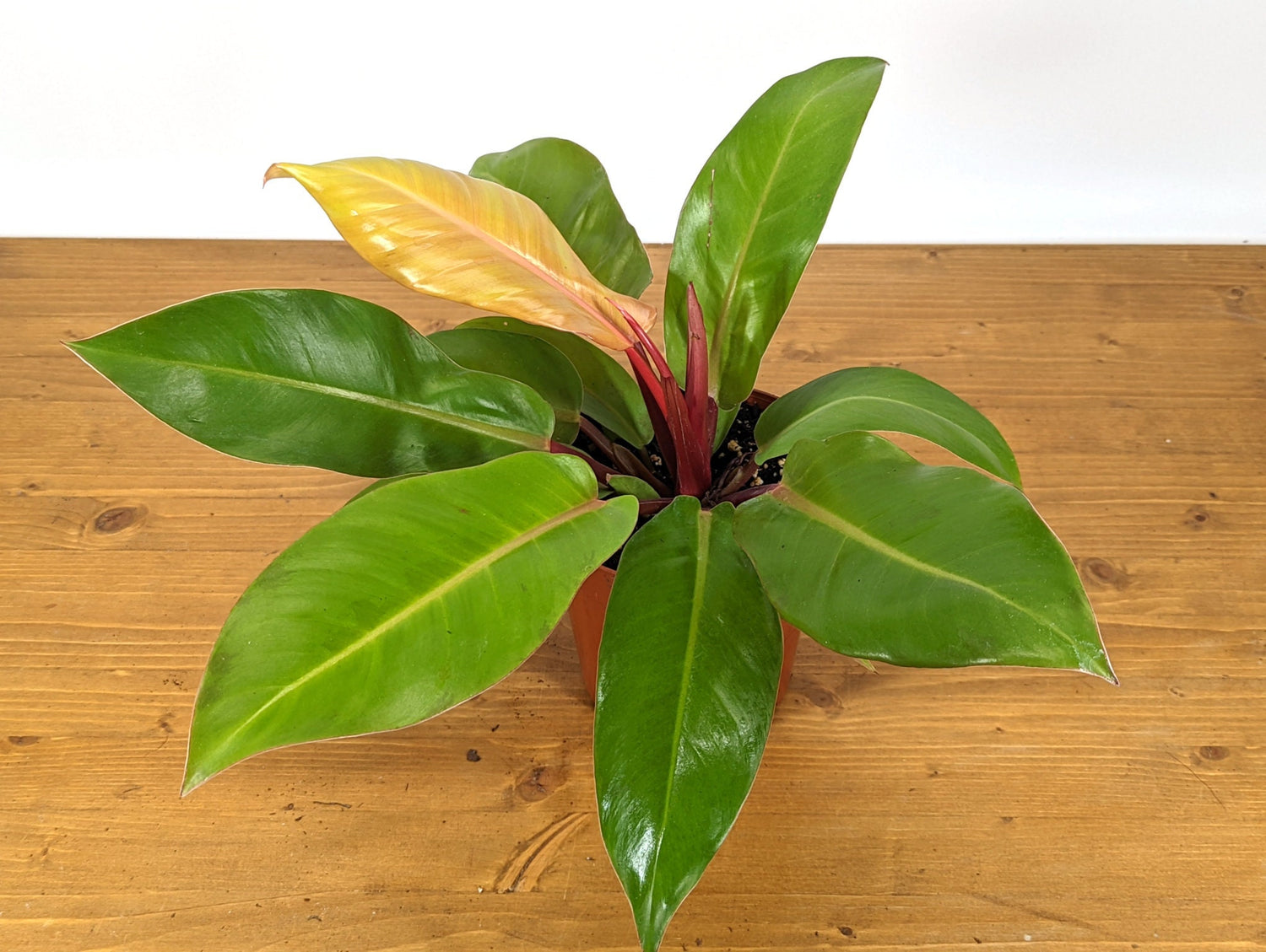 Philodendron Tangerine hybrid