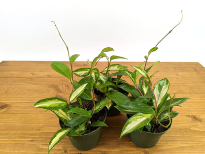 Hoya carnosa Krimson Princess - 4 inch pot live Houseplant