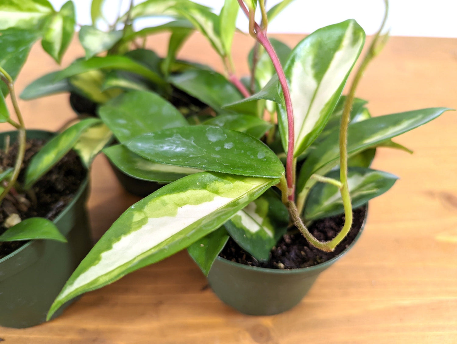 Hoya carnosa Krimson Princess - 4 inch pot live Houseplant