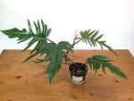 Philodendron Florida Beauty x Tortum (Green) Exact Plant #37A