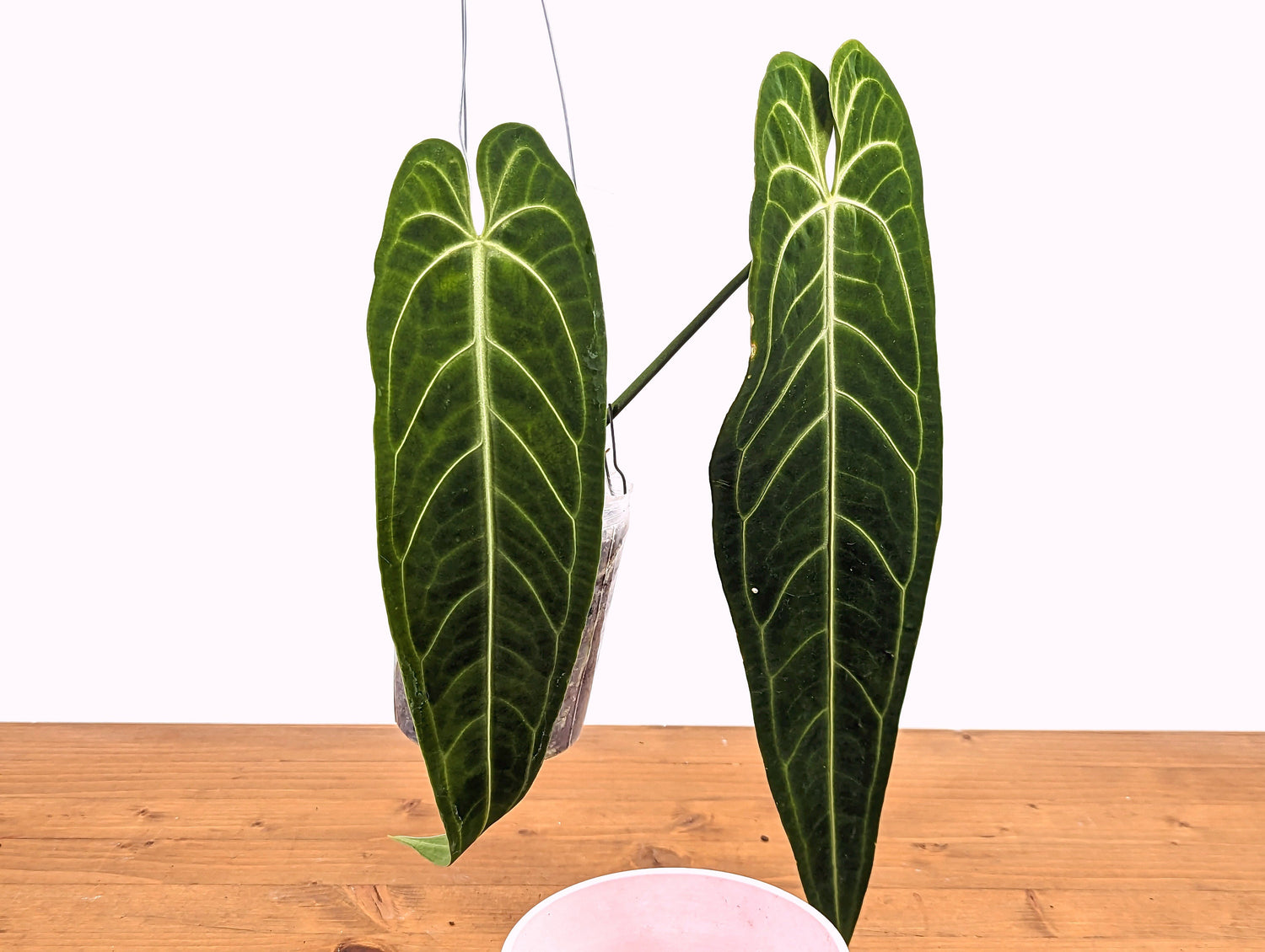 Anthurium Warocqueanum Queen Plant Mature 4 inch pot 2 or more leaves