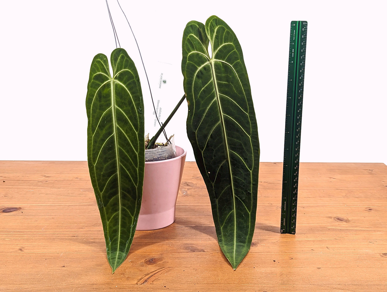 Anthurium Warocqueanum Queen Plant Mature 4 inch pot 2 or more leaves