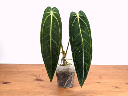 Anthurium Warocqueanum Queen Plant Mature 4 inch pot 2 or more leaves